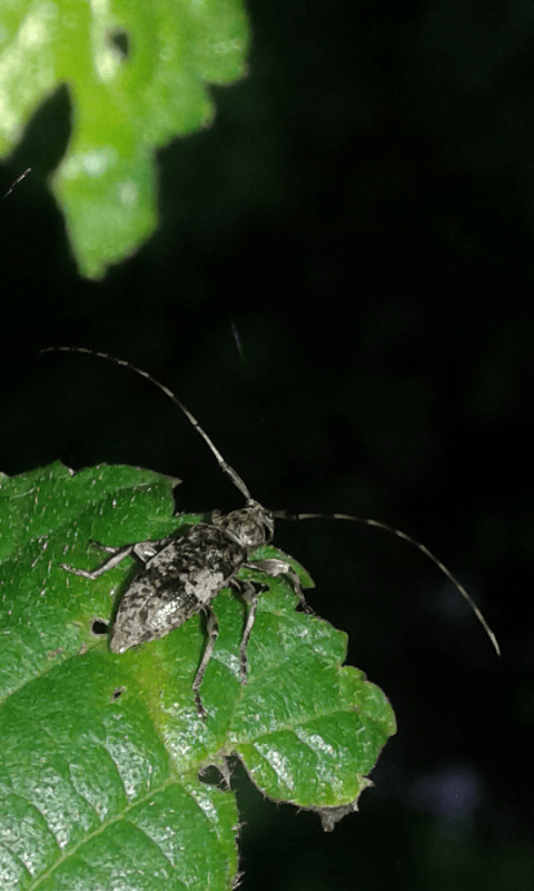 Leiopus nebulosus (Cerambycidae)? S.